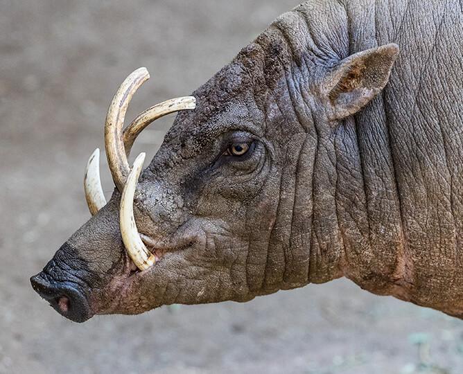 Babirusa looks left