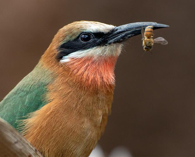 Bee-ater bird eats a bee. 