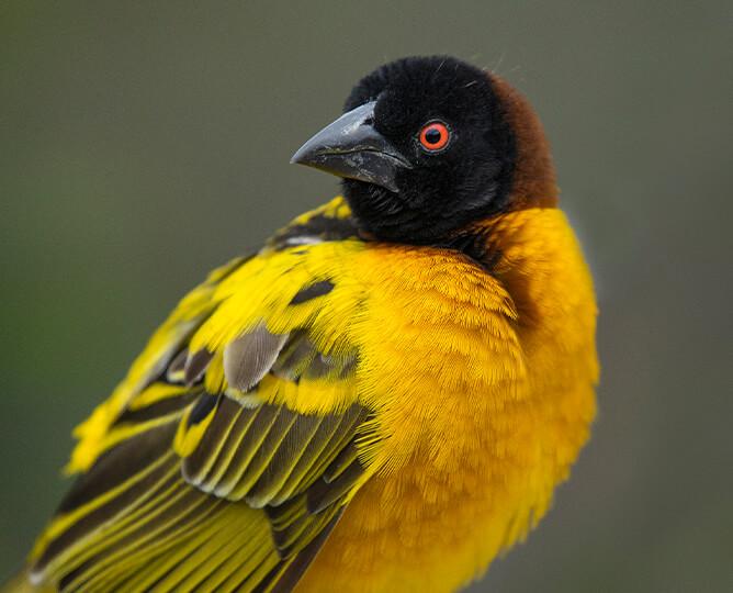 Black-Headed Weaver bird looks left. 