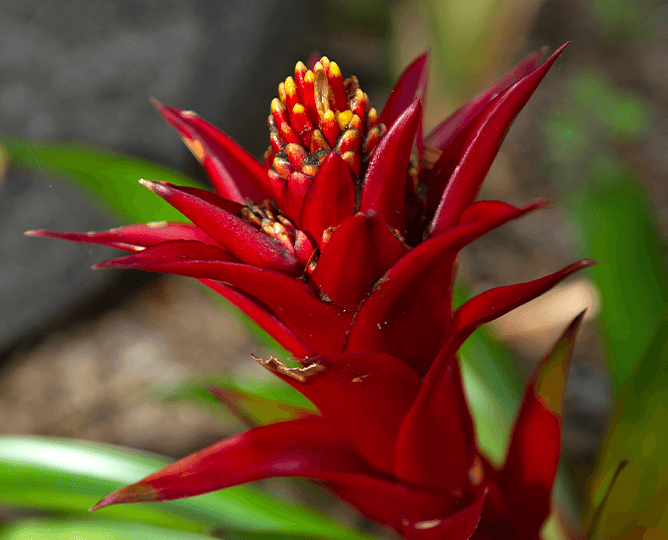 Red bromeliad