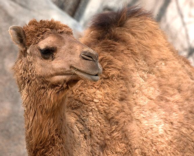 Camel stands and looks left.