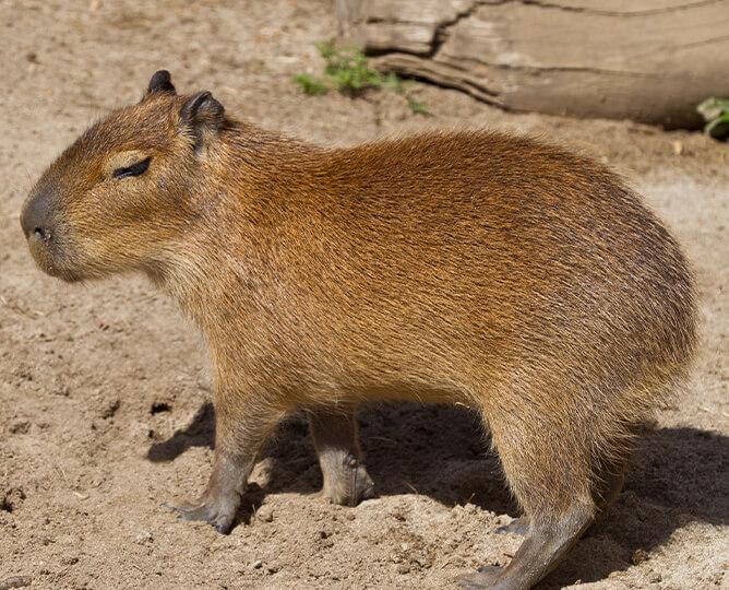Capybara side profile.