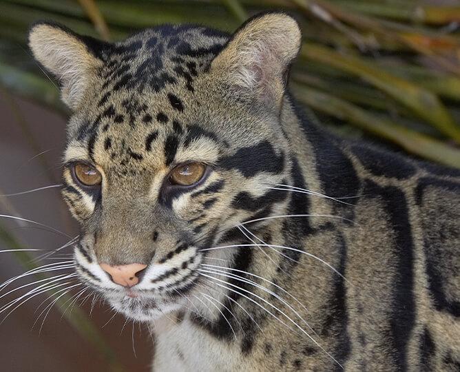 Clouded leopard looks left 