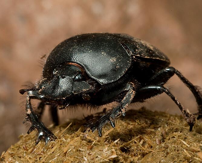 Dung beetle stands on a dung ball