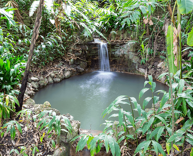 Waterfall surrounded by ferns. 