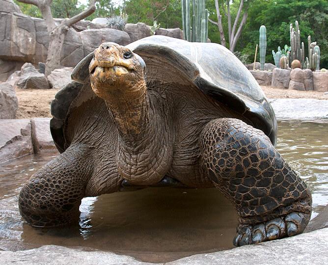Galapagos tortoise walks twoards camera. 