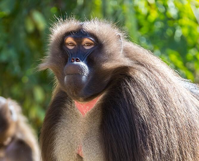 Gelada looking at the camera. 