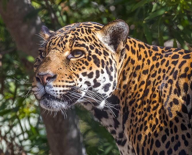 Jaguar looking left.