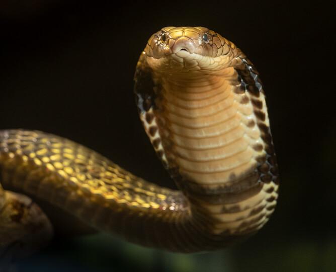 King cobra head looking at the camera