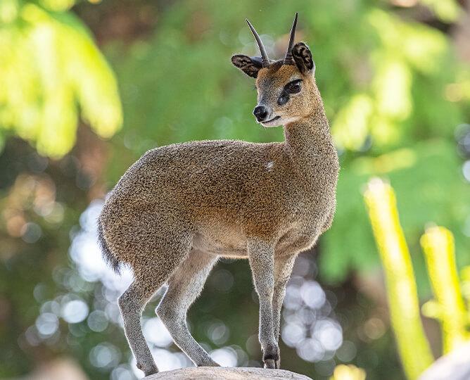 Klipspringer stands and looks left. 