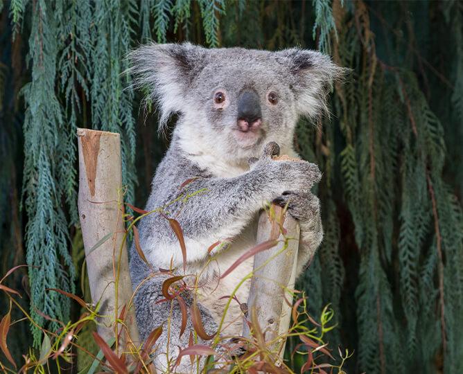 Koala sits on a branch looking at camera. 