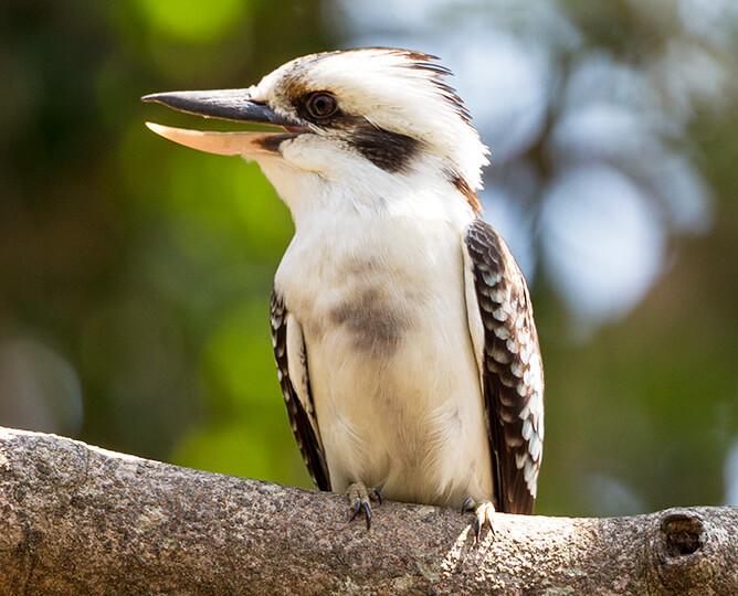 Kookaburra sitting on a branch