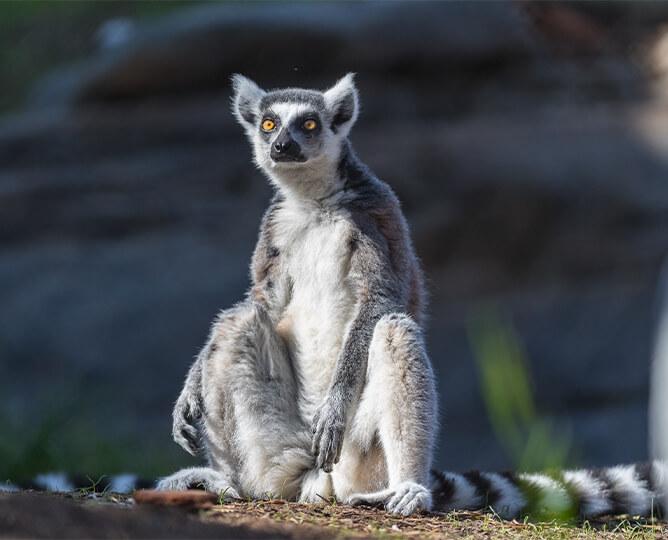 lemur