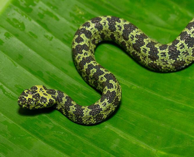 Mang Mountain Viper slithers on a leaf