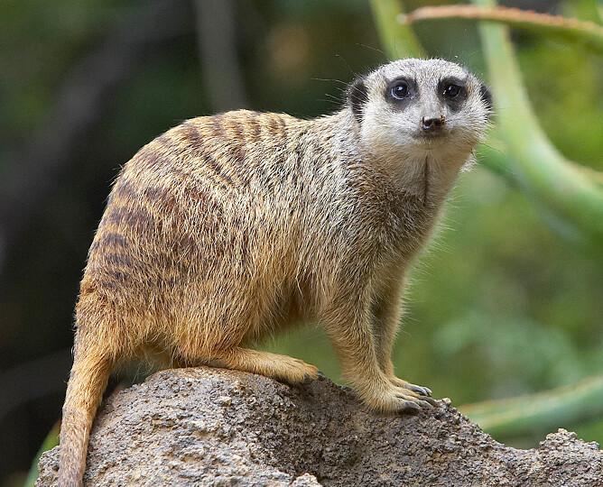 Meerkat stands on a rock, looking at camera