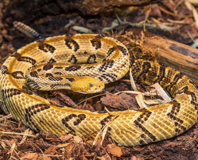 Rattlesnake coiled up. 