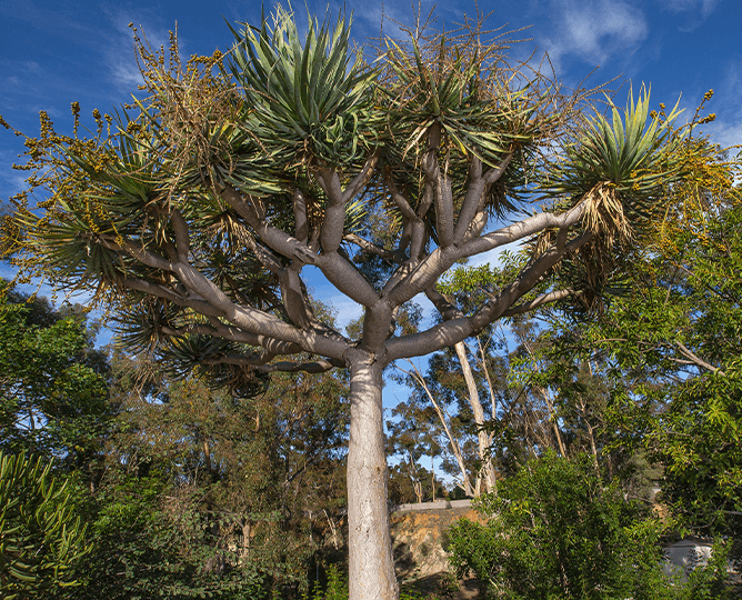 Reptile Mesa garden at San Diego Zoo