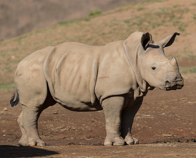 Rhino looks at the camera. 