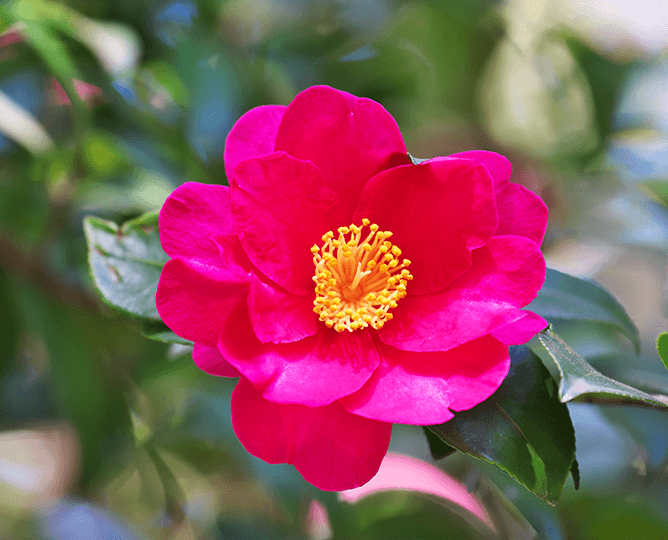 Camellia sasanqua at sun bear forest. 
