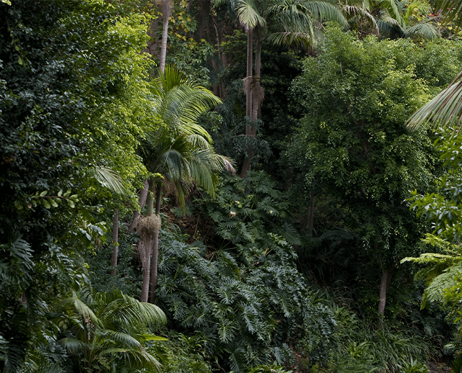 Terrace lagoon and gardens at the San Diego Zoo. 