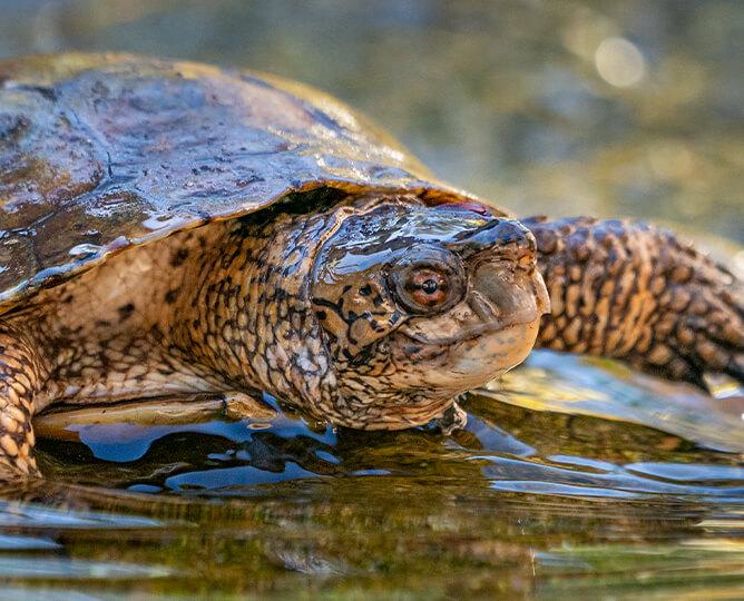 Pond turtle coming out of the water. 