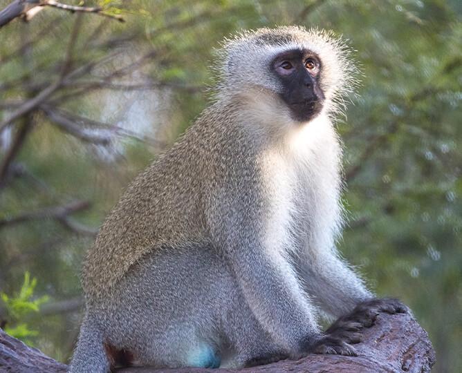 Vervet monkey stands and looks right
