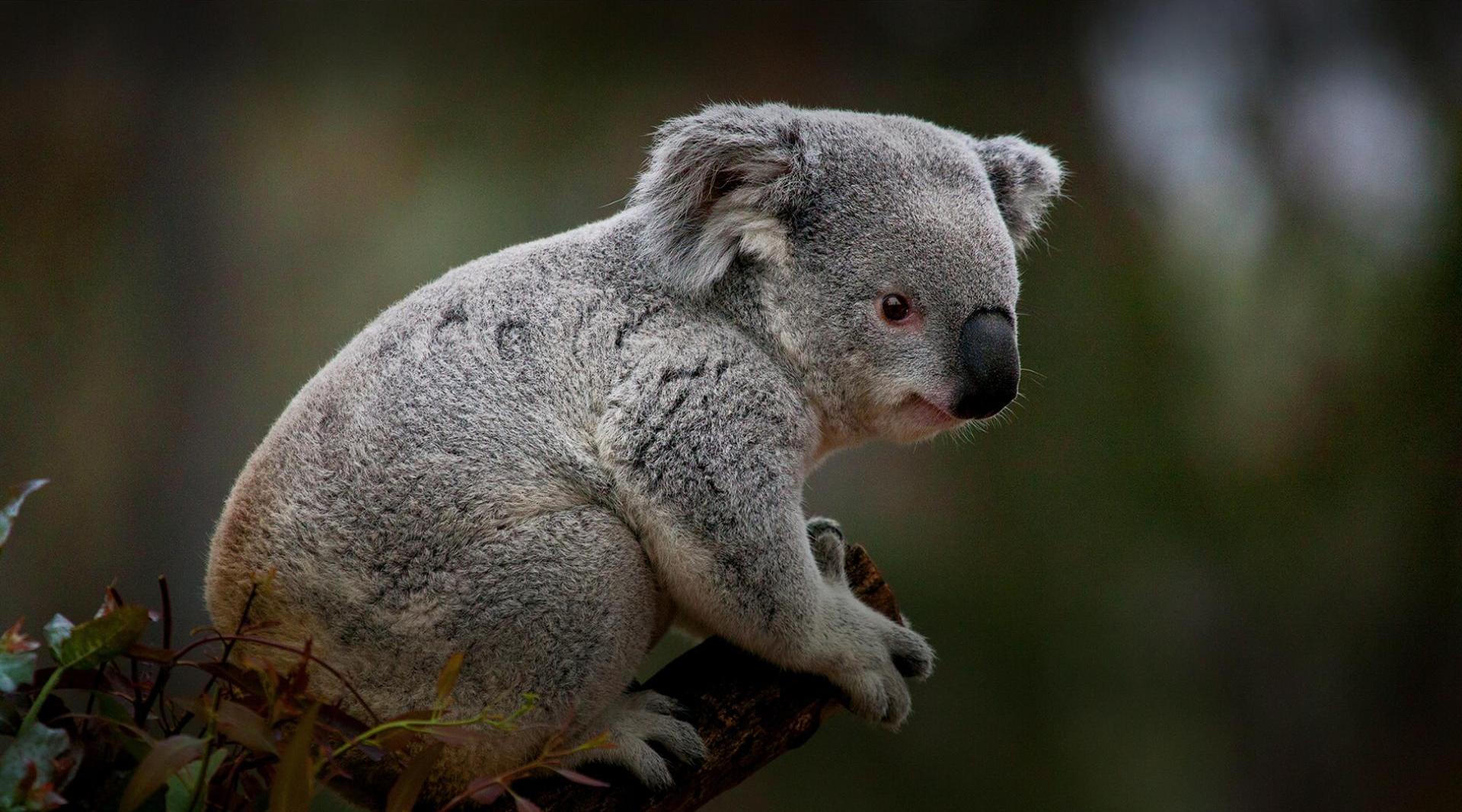 Koala